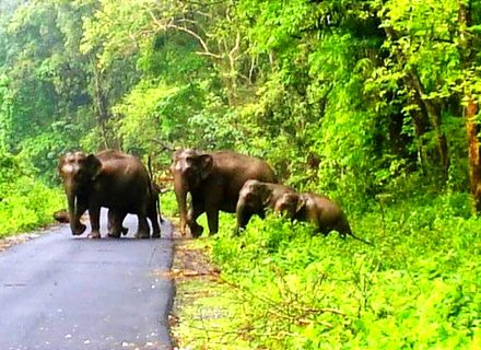 উত্তরবঙ্গের জঙ্গল সাফারির জন্য বছরের সেরা সময় কখন?