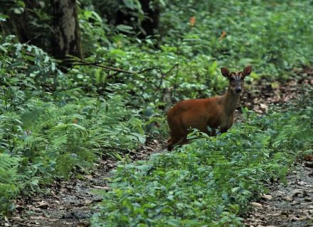 বক্সা বনের বন্যপ্রাণীর ঘনত্ব: জীবনের ছন্দে ভরপুর এক অরণ্য